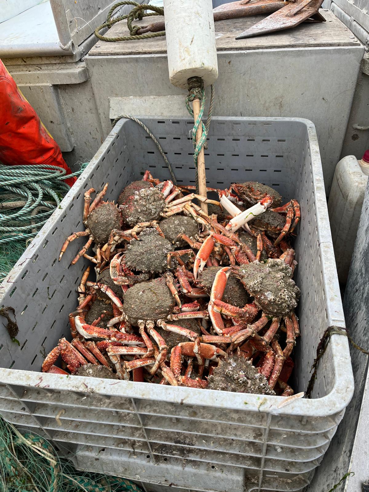 Bac d'araignées de mer