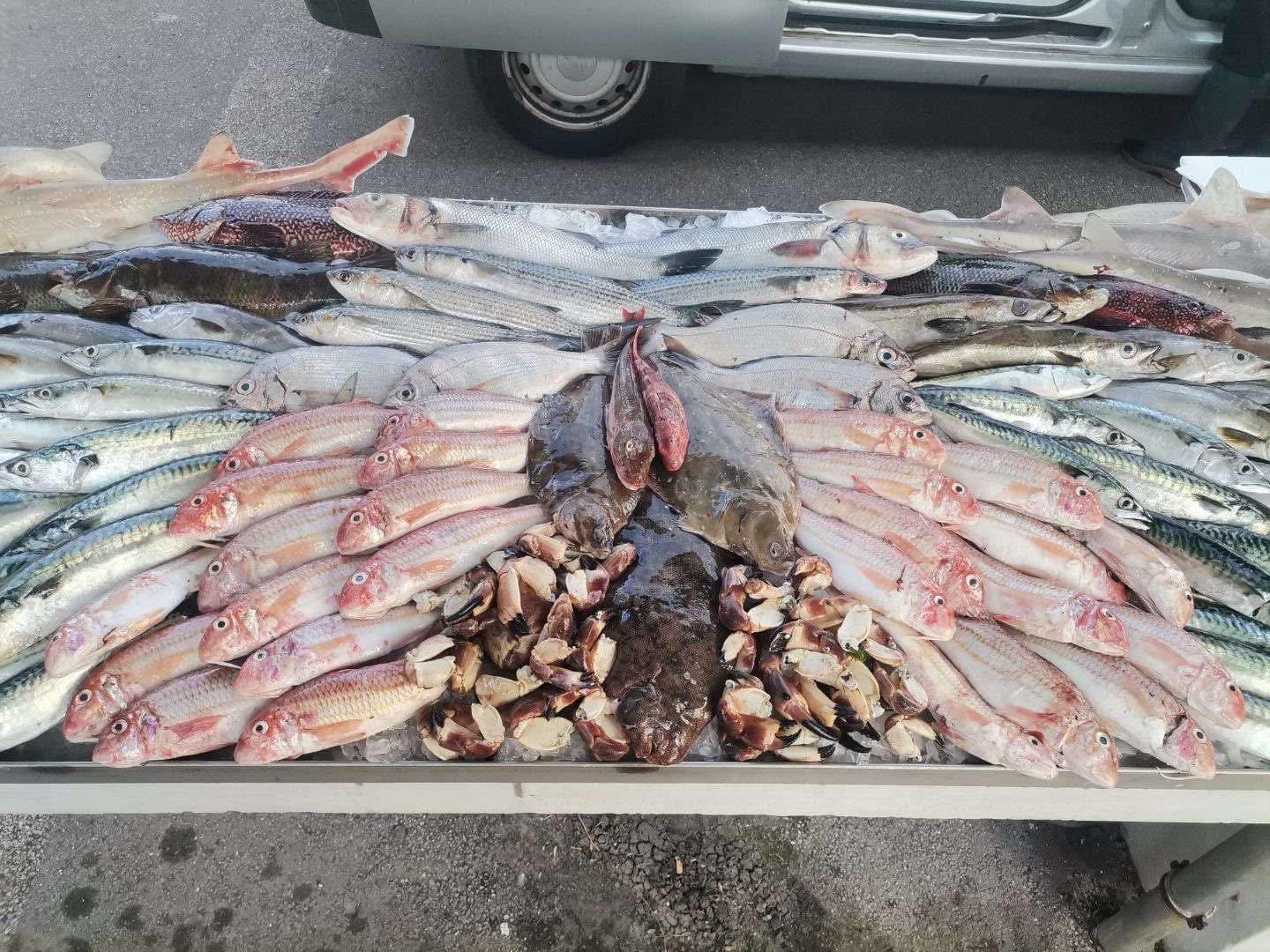 Étal de poissons variés en éventail sur la glace