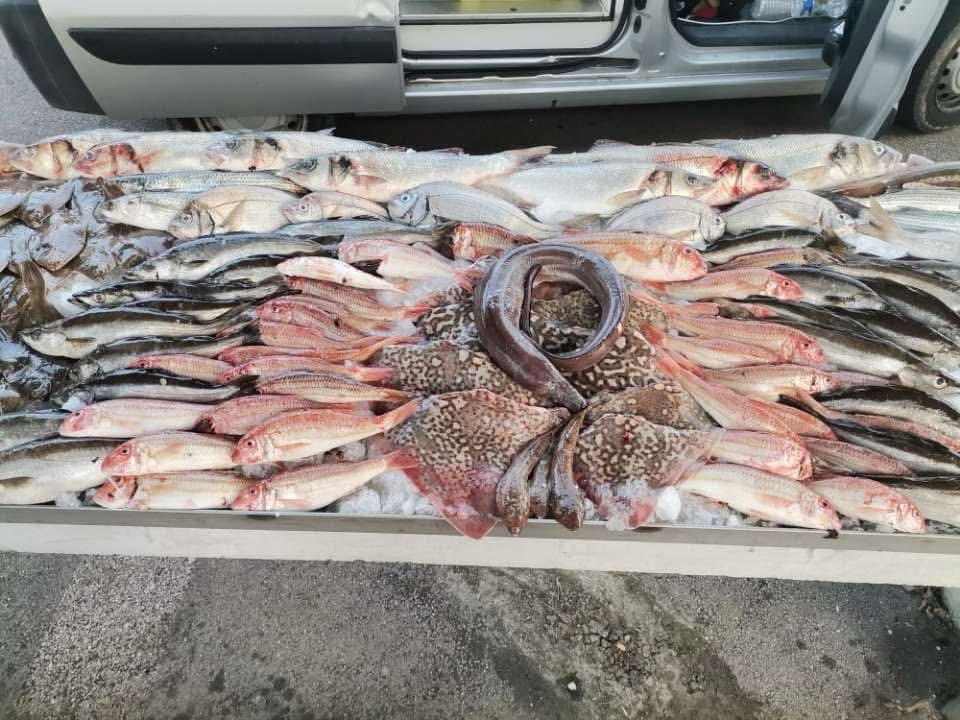Étal de poissons et congre