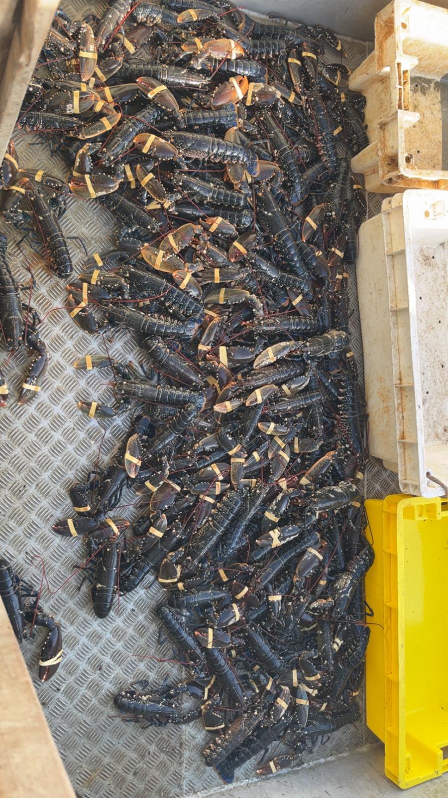 Bac de homards vivants, pinces baguées