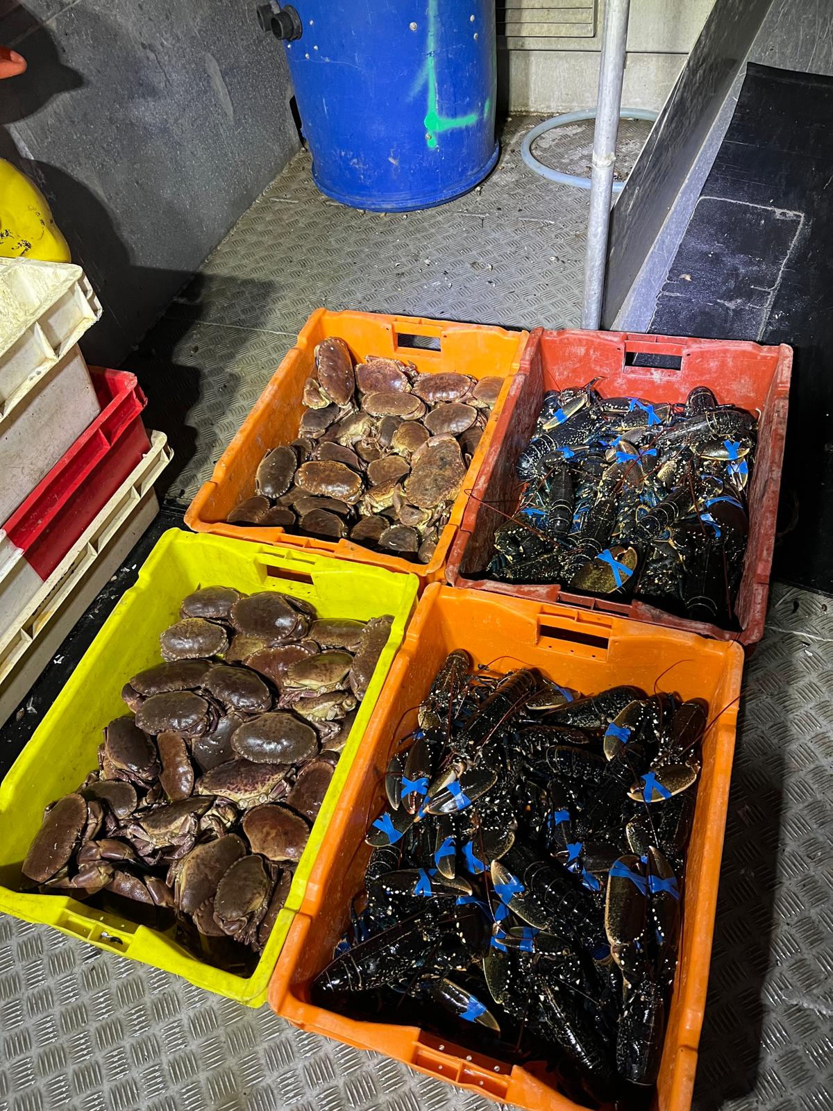 Bacs de tourteaux et de homards fraîchement remontés